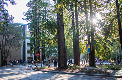 Redwood trees and academic buildings on Science Hill at UCSC main campus.
