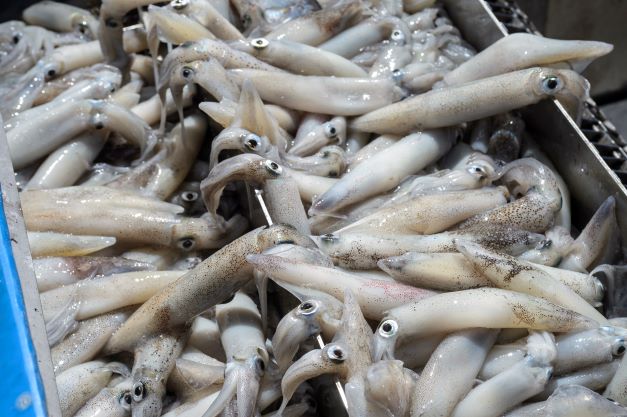 Live squid on a fishing boat