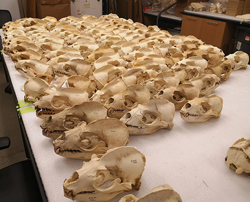 dozens of sea lion skulls on a table