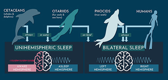 diagram of sleep behaviors