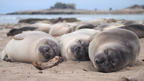 sleeping seals on the beach