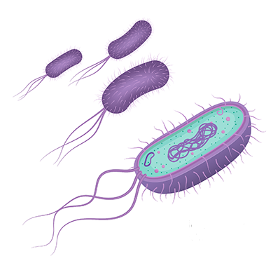 bacteria_400.png