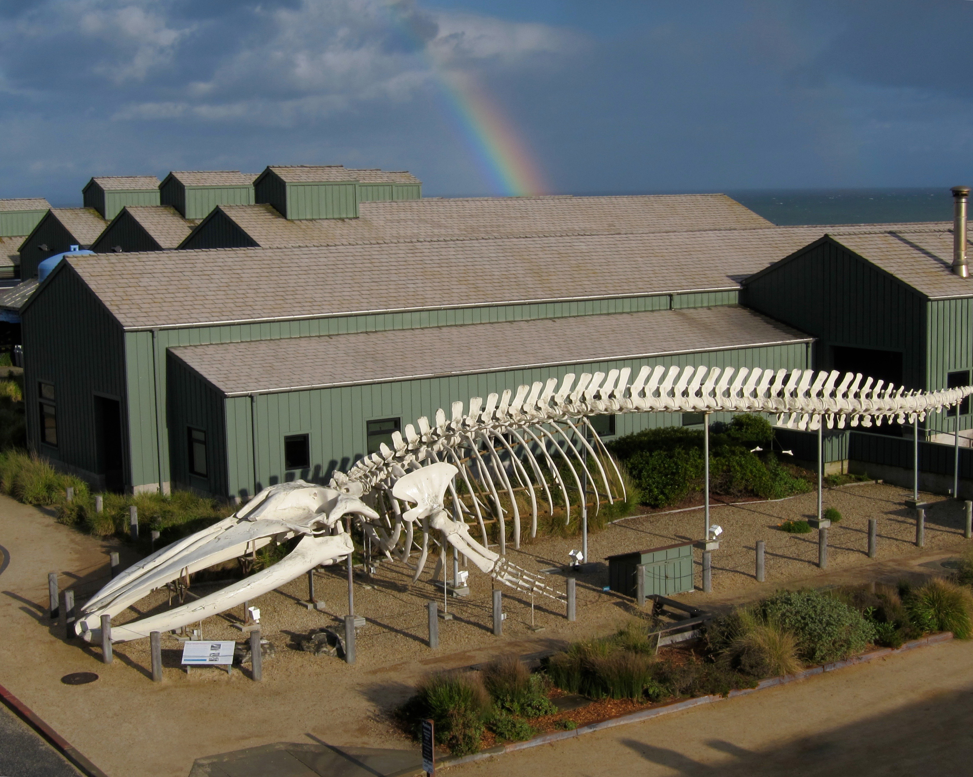 aerial view of blue whale skeleton with rainbow in the background