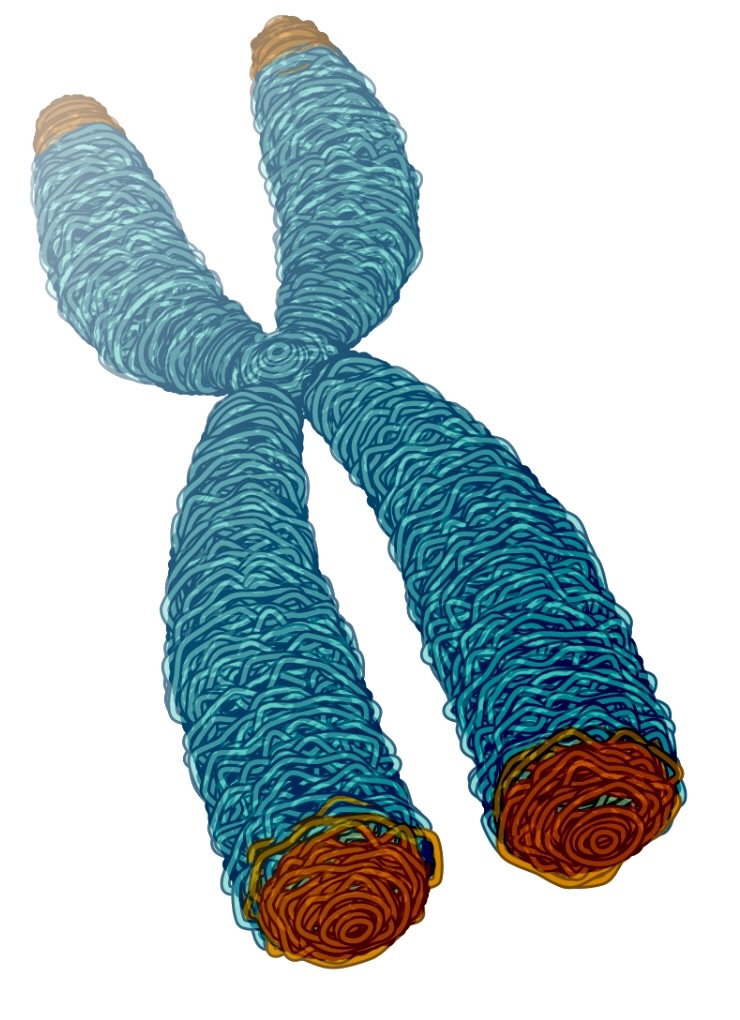 Diagram of chromosome and telomeres
