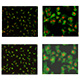 examples of real cell images versus synthetic images produced by a generative model 