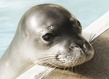 Mad for monk seals
