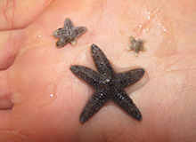 Researchers ID top suspect in sea star wasting disease