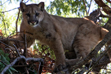 Big cats: Mountain lions and us