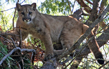UCSC students stalk the elusive mountain lion