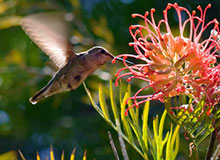 hummingbird hovering near flower
