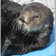 Sea otter at UC Santa Cruz's Long Marine Lab turns 21 years old