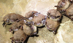 Grants support efforts to fight deadly bat disease