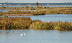Coastal wetlands help prevent flood damage