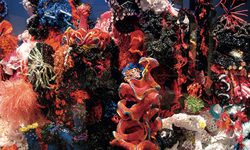 Crochet coral reef exhibition opening soon