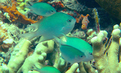 New fish species shows rare parental care behavior
