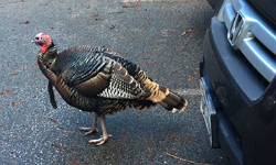Wild turkeys move up in campus pecking order