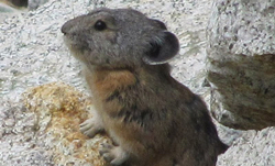 Pikas disappear from swath of Sierra Nevada