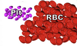 Study offers insights on red blood cell production