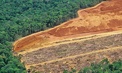 Deforestation may increase local surface temperatures