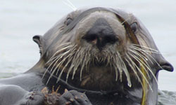 San Francisco Bay seen as potential sea otter nursery