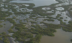 Protecting mangroves can prevent flood damage
