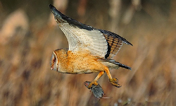 Raptors recruited to control rodents in levees