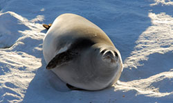 Crabeater seals studied to predict krill changes 