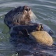 Sea otter using a rock