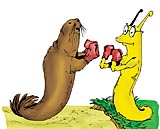 Drawing of a banana slug and a sea lion