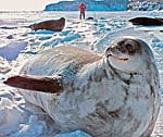 Photo of Weddell seal