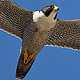 falcon-thumb.jpg