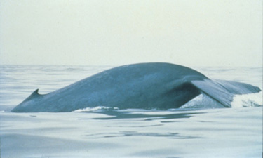 blue-whale-375.jpg