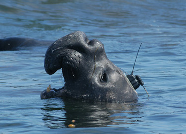 elephant-seal-375.jpg
