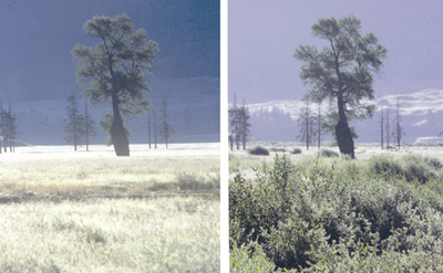 yellowstone before and after wolf restoration