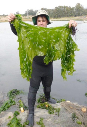 brent hughes with sea lettuce