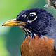 robin-nest-thumb.jpg