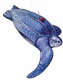 An example of a tagged ocean predator.