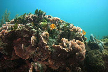 corals-350.jpg