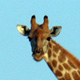 giraffes-thumb.jpg