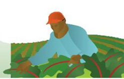 Farm field worker graphic 