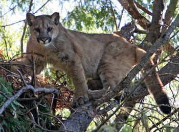 Cougar young and Why Cougars