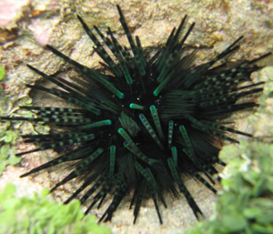 sea-urchin-300.jpg