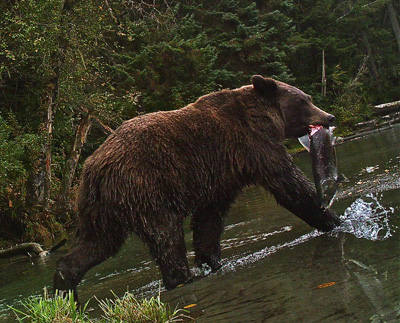 Grizzly with salmon