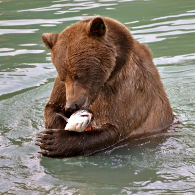 Grizzly with salmon