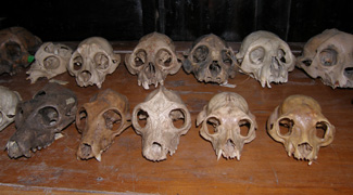 lemur skulls