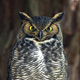 owl-thumb.jpg