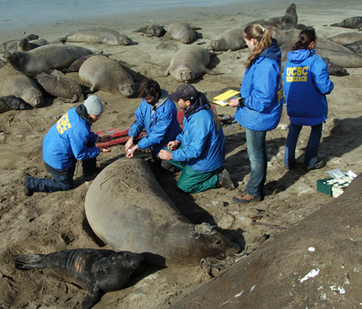 UCSC researchers with elephant seals