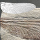 fossil insect wing