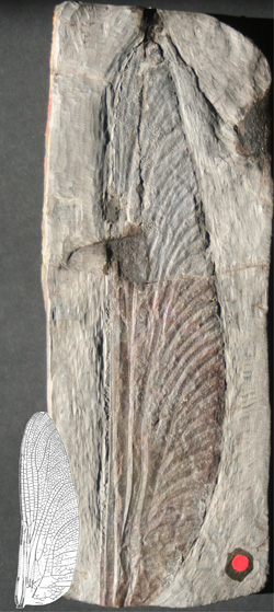 fossil-wings-vertical.jpg