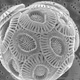 microfossil-thumb.jpg